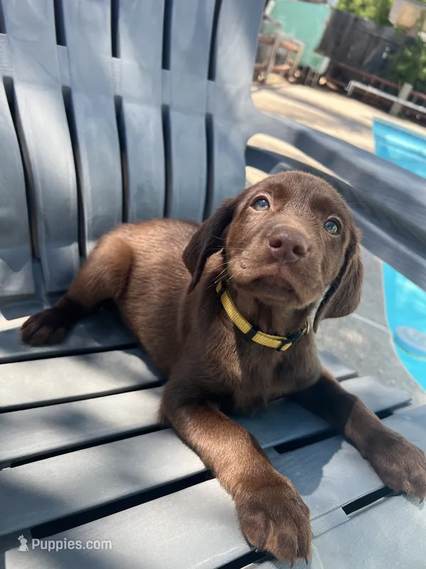 Yellow – Labrador Retriever puppy for sale in Oakdale, CA