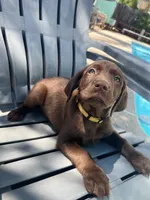 Yellow, a female Labrador Retriever for sale in Oakdale, CA – 1 of 3