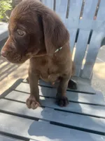 Teal, a male Labrador Retriever for sale in Oakdale, CA – 2 of 3