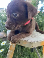 Pink female, a female Labrador Retriever for sale in Oakdale, CA – 2 of 2