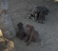 Male 11 weeks, a male Labrador Retriever for sale in La Grange, CA – 2 of 3
