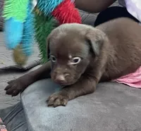 Yellow Girl, a female Labrador Retriever for sale in Oakdale, CA – 2 of 3