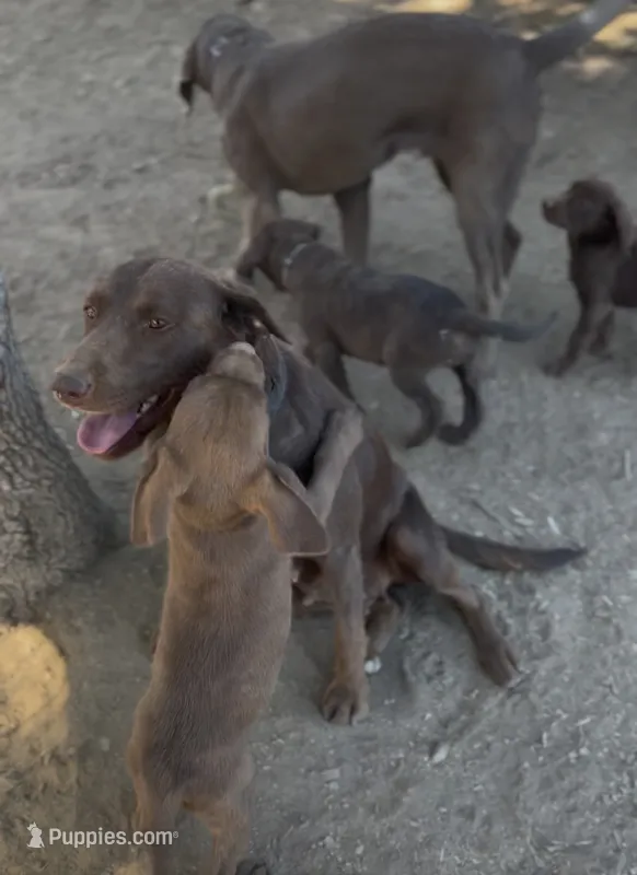 Grey male – Labrador Retriever puppy for sale in La Grange, CA