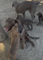 Male chocolate Lab 13 weeks, a male Labrador Retriever for sale in La Grange, CA – 2 of 3