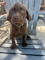 Teal, a male Labrador Retriever for sale in Oakdale, CA – 3 of 3