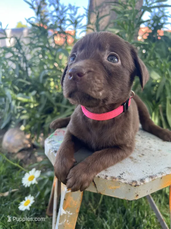 Pink female – Labrador Retriever puppy for sale in Oakdale, CA