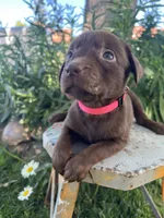 Pink female, a female Labrador Retriever for sale in Oakdale, CA – 1 of 2