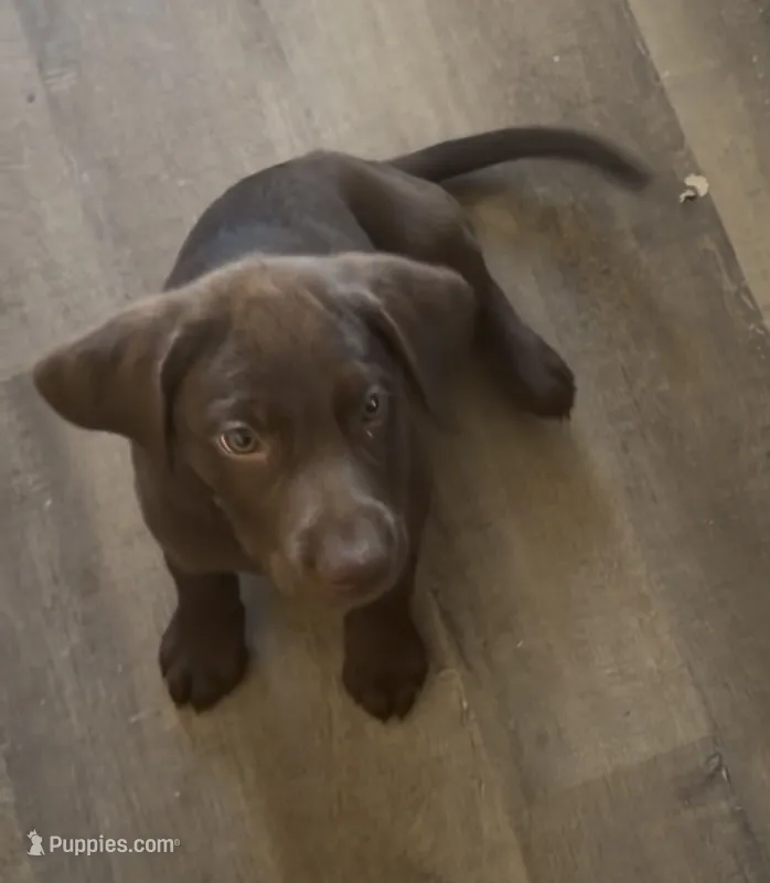 Male 11 weeks – Labrador Retriever puppy for sale in La Grange, CA