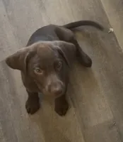 Male 11 weeks, a male Labrador Retriever for sale in La Grange, CA – 1 of 3