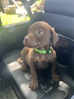 Bright green boy, a male Labrador Retriever for sale in Oakdale, CA – 2 of 2