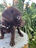 Cream female, a female Labrador Retriever for sale in Oakdale, CA – 2 of 3
