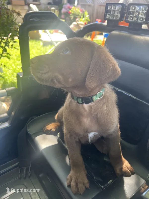 Green boy – Labrador Retriever puppy for sale in Oakdale, CA