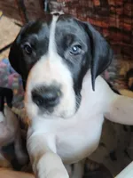 AKC EURO Top Quality , a female Great Dane for sale in Gig Harbor, WA – 2 of 2