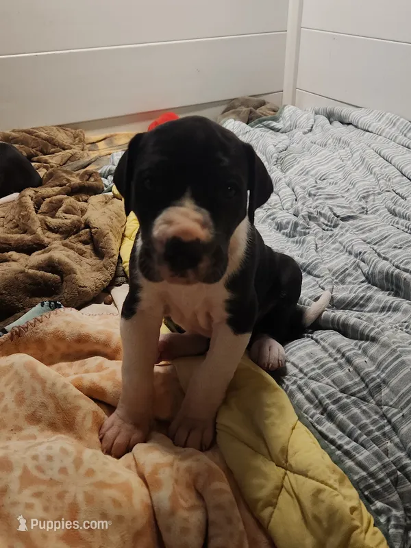 AKC TOP QUALITY  – Great Dane puppy for sale in Gig Harbor, WA