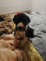 AKC TOP QUALITY , a female Great Dane for sale in Gig Harbor, WA – 1 of 2