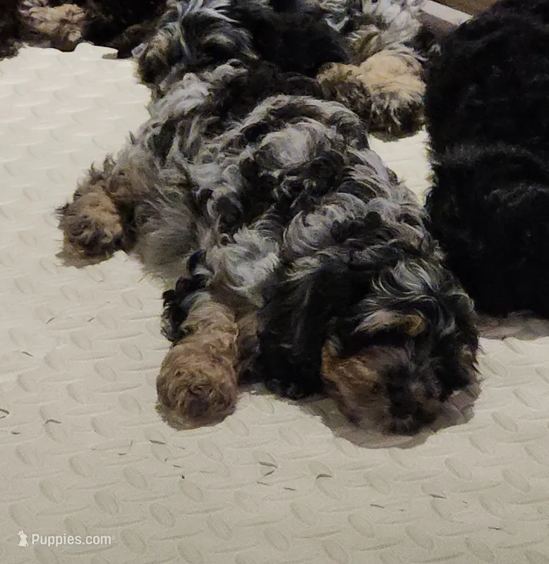 Crystal  – Cockapoo, Poodle - Miniature  puppy for sale in Gig Harbor, WA