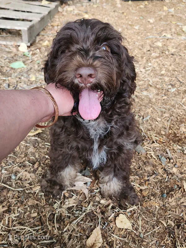 Brisket  – Cockapoo, Poodle - Miniature  puppy for sale in Gig Harbor, WA