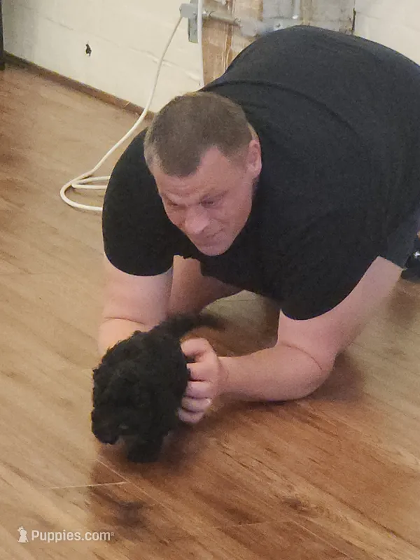 Onyx, a male Cockapoo and Poodle - Miniature  for sale in Gig Harbor, WA – 1 of 5