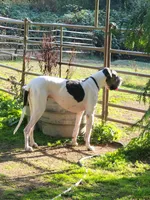 Frank, a male Great Dane for sale in Gig Harbor, WA – 3 of 5