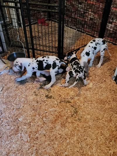 Harlequin female #1, a female Great Dane for sale in Gig Harbor, WA – 9 of 9