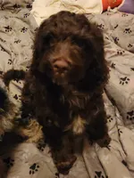Father's Day Special $100 OFF!!, a male Cockapoo and Poodle - Miniature  for sale in Gig Harbor, WA – 9 of 10