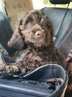 Father's Day Special $100 OFF!!, a male Cockapoo and Poodle - Miniature  for sale in Gig Harbor, WA – 5 of 10
