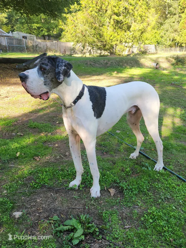 Frank – Great Dane puppy for sale in Gig Harbor, WA