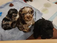 Indigo , a male Cockapoo and Poodle - Miniature  for sale in Gig Harbor, WA – 7 of 8