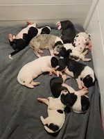 Top Quality, European piebald Female, a female Great Dane for sale in Gig Harbor, WA – 9 of 9