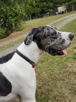 Frank, a male Great Dane for sale in Gig Harbor, WA – 4 of 5