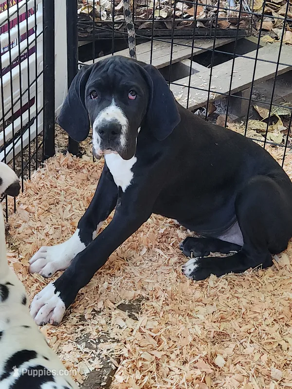 European Top Quality Mantle Female  – Great Dane puppy for sale in Gig Harbor, WA