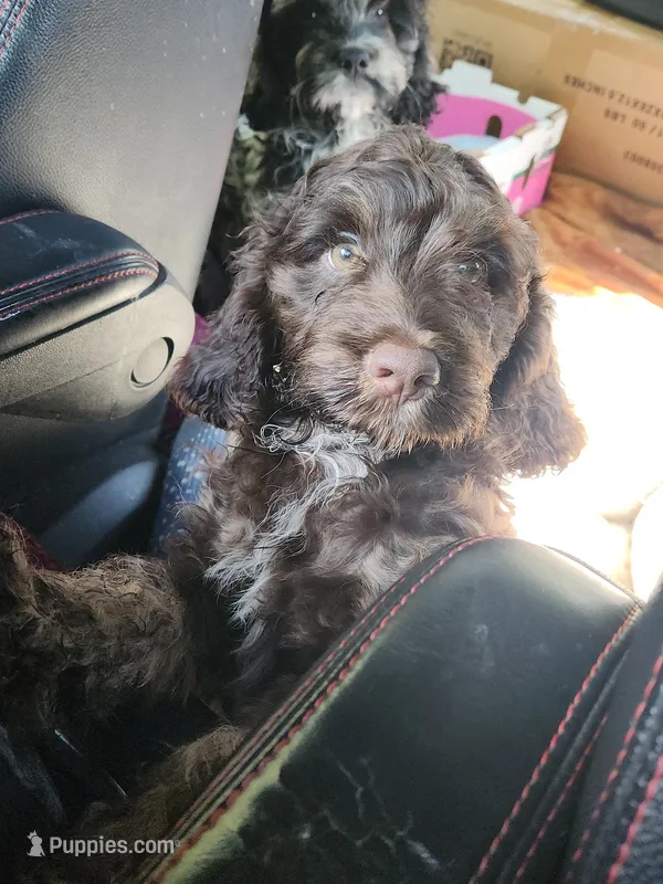Topaz – Cockapoo, Poodle - Miniature  puppy for sale in Gig Harbor, WA