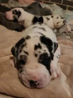 AKC QUALITY EURO Harl Male red, a male Great Dane for sale in Gig Harbor, WA – Photo 1 of 10