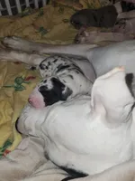 AKC QUALITY EURO Harl Male red, a male Great Dane for sale in Gig Harbor, WA – Photo 2 of 10