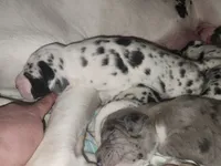 AKC QUALITY EURO Harl Male red, a male Great Dane for sale in Gig Harbor, WA – Photo 4 of 10