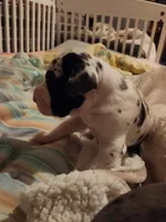 AKC QUALITY EURO Harl Male red, a male Great Dane for sale in Gig Harbor, WA – Photo 9 of 10