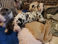 AKC QUALITY EURO Harl Male red, a male Great Dane for sale in Gig Harbor, WA – Photo 5 of 10