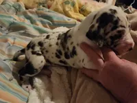 AKC QUALITY EURO Harl Male red, a male Great Dane for sale in Gig Harbor, WA – Photo 8 of 10