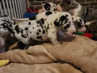 AKC QUALITY EURO Harl Male red, a male Great Dane for sale in Gig Harbor, WA – Photo 3 of 10