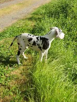 AKC TOP QUALITY EUROPEAN, a female Great Dane for sale in Gig Harbor, WA – 5 of 7