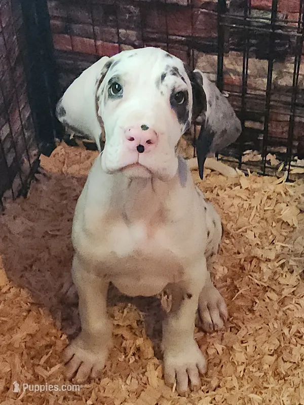 Harlequin female #1 – Great Dane puppy for sale in Gig Harbor, WA