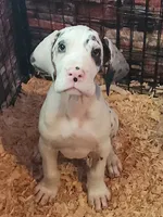 Harlequin female #1, a female Great Dane for sale in Gig Harbor, WA – 1 of 9