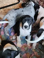 AKC TOP QUALITY  EURO mantle female #1, a female Great Dane for sale in Gig Harbor, WA – 1 of 5
