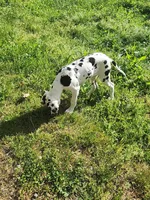 AKC TOP QUALITY EUROPEAN, a female Great Dane for sale in Gig Harbor, WA – 7 of 7