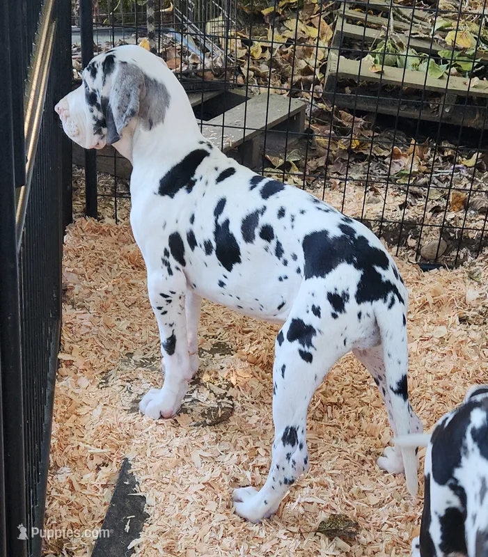 Top Quality, European Harlequin female #2 – Great Dane puppy on hold in Gig Harbor, WA