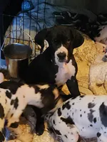 Mantle Female , a female Great Dane for sale in Gig Harbor, WA – 4 of 9