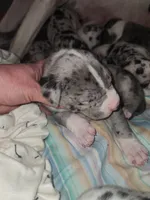 EURO MERLE MANTLE MALE, a male Great Dane for sale in Gig Harbor, WA – Photo 5 of 6