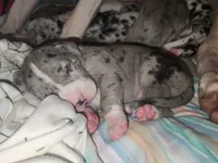 EURO MERLE MANTLE MALE, a male Great Dane for sale in Gig Harbor, WA – Photo 3 of 6