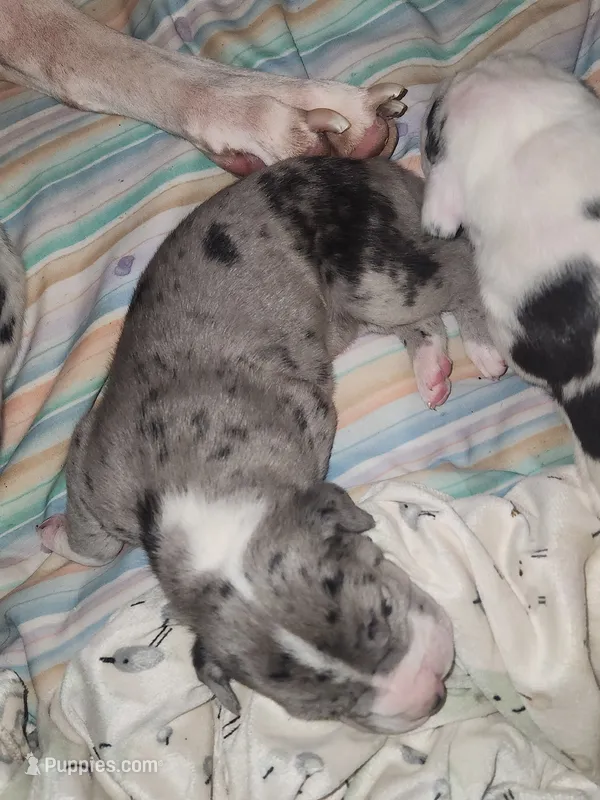 EURO MERLE MANTLE MALE