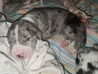 EURO MERLE MANTLE MALE, a male Great Dane for sale in Gig Harbor, WA – Photo 6 of 6